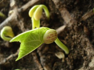 character development