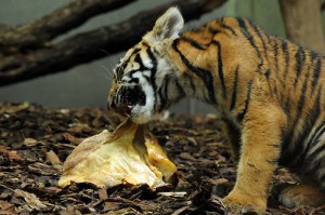 Acknowledge your pain