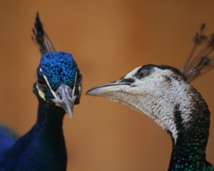 Henry James and the sin of self-esteem